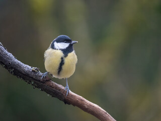 Obraz premium Kohlmeise (Parus major)