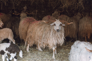 Obraz premium Sheep huddles closely together inside a barn, their thick wool illuminated by soft natural light, creating a rustic and authentic farm ambiance