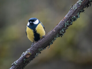 Kohlmeise (Parus major)