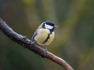 Obraz premium Kohlmeise (Parus major)