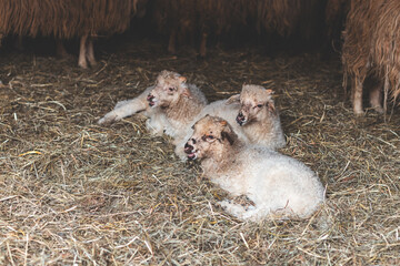 Three fluffy lambs rest closely together on a bed of straw in a dimly lit barn, radiating warmth and innocence in a peaceful farm setting