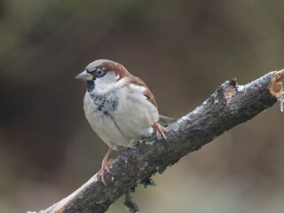 Haussperling (Passer domesticus) Männchen