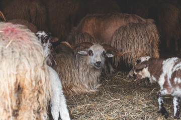 Sheep huddles closely together inside a barn, their thick wool illuminated by soft natural light, creating a rustic and authentic farm ambiance