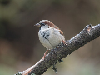 Haussperling (Passer domesticus) Männchen