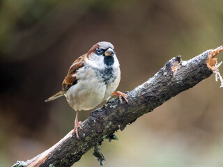 Haussperling (Passer domesticus) Männchen