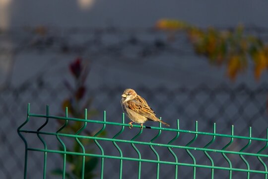 House Sparrow (Passer Domesticus) also called "pardal" or "chilero", perched on a green metal railing