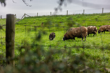A lush green pasture with grazing sheep, framed by a wooden fence and blurred foliage. The cloudy...