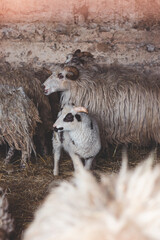 Sheep huddles closely together inside a barn, their thick wool illuminated by soft natural light, creating a rustic and authentic farm ambiance