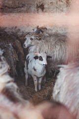 Sheep huddles closely together inside a barn, their thick wool illuminated by soft natural light, creating a rustic and authentic farm ambiance