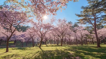 Obraz premium Cerisiers en fleurs au mont Yoshino, prÃ©fecture de Nara, Japon