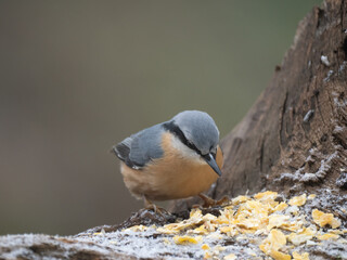 Kleiber (Sitta europaea)