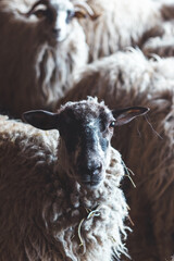 Naklejka premium Sheep huddles closely together inside a barn, their thick wool illuminated by soft natural light, creating a rustic and authentic farm ambiance