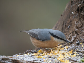 Kleiber (Sitta europaea)
