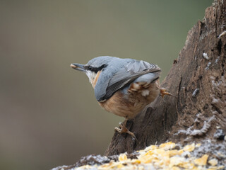 Kleiber (Sitta europaea)