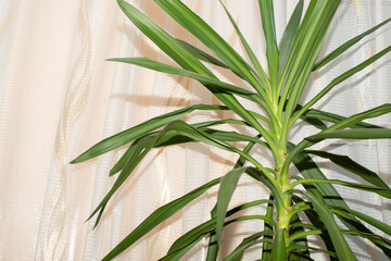Obraz premium Close up of a green leaves of palm yucca