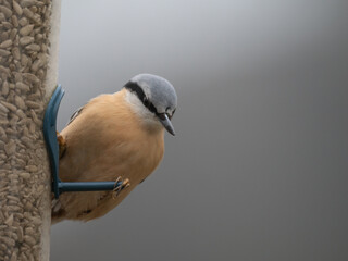 Kleiber (Sitta europaea)