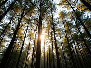 A forest of tall trees with sunlight casting a golden glow on the leaves, forest foliage, dappled light, tree trunks