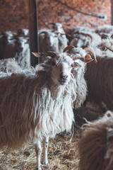 Obraz premium Sheep huddles closely together inside a barn, their thick wool illuminated by soft natural light, creating a rustic and authentic farm ambiance