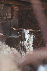 Sheep huddles closely together inside a barn, their thick wool illuminated by soft natural light, creating a rustic and authentic farm ambiance