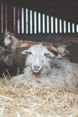 Horned goat lies comfortably on a bed of straw in a rustic barn, surrounded by other goats, creating a cozy and authentic farm atmosphere © Fauren