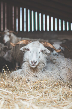 Horned goat lies comfortably on a bed of straw in a rustic barn, surrounded by other goats, creating a cozy and authentic farm atmosphere