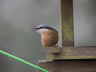 Kleiber (Sitta europaea)