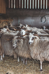 Horned goat lies comfortably on a bed of straw in a rustic barn, surrounded by other goats, creating a cozy and authentic farm atmosphere