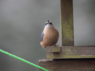 Kleiber (Sitta europaea)