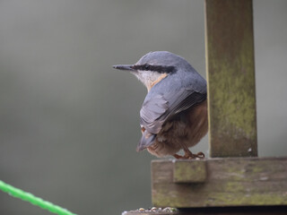 Kleiber (Sitta europaea)