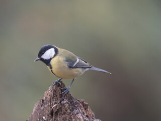 Obraz premium Kohlmeise (Parus major)