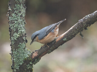 Kleiber (Sitta europaea)
