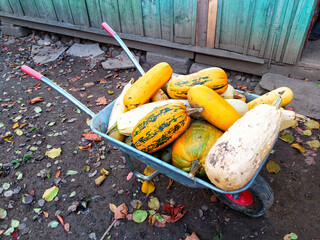 A wheelbarrow overflowing with freshly picked zucchini