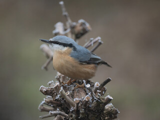 Kleiber (Sitta europaea)