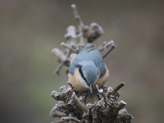 Kleiber (Sitta europaea)