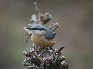 Kleiber (Sitta europaea)