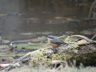 Kleiber (Sitta europaea)