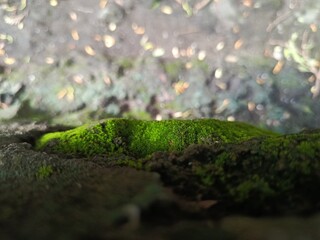green moss on the ground