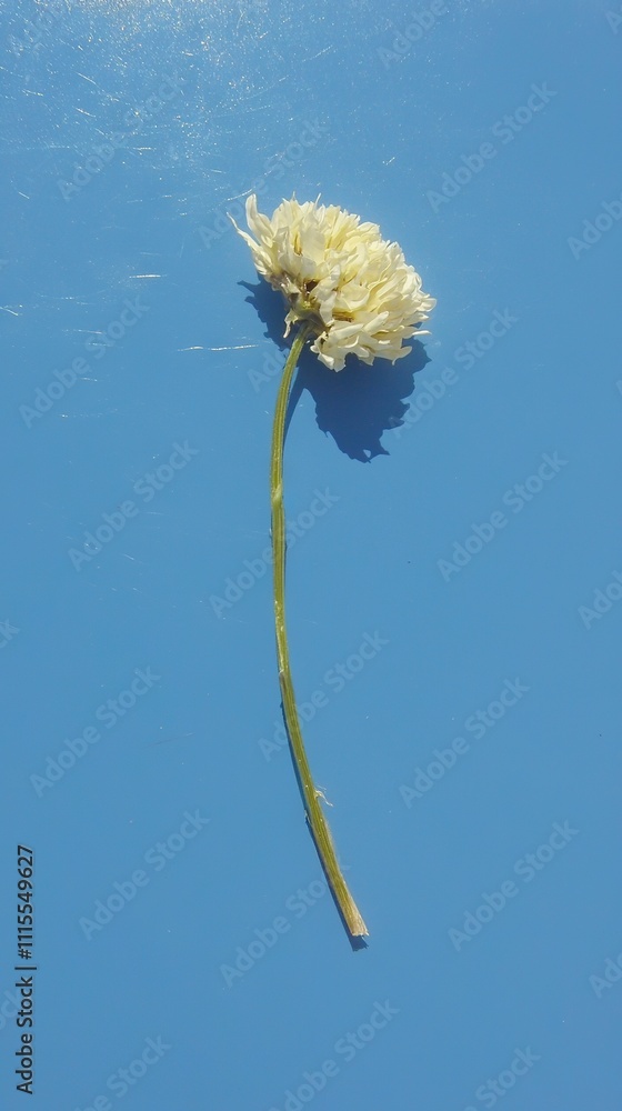 Poster blue dandelion floating on water with a long stem extending from the center