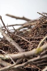 A close-up of a bird's nest made of twigs and branches.