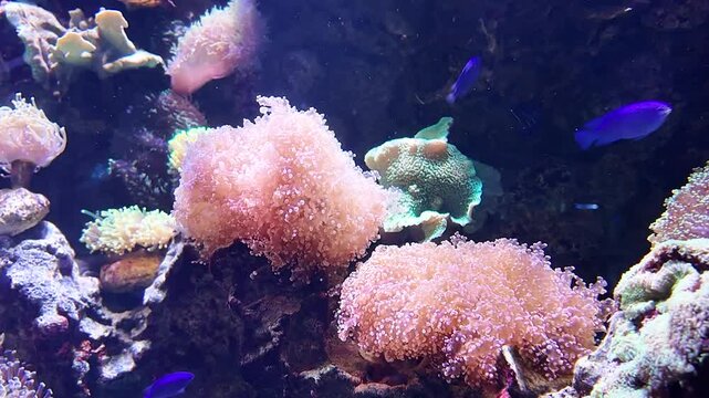 沖縄のDMM水族館でゆらゆら揺れるピンク色のサンゴ