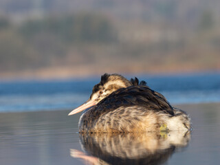 Haubentaucher (Podiceps cristatus) Jungvogel