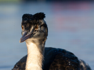 Haubentaucher (Podiceps cristatus) Jungvogel