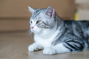Cute cat tilting, Cute baby cat in the house, Silver Tabby Scottish Cat