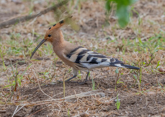 Upupa (Upupa epops) © Carlo