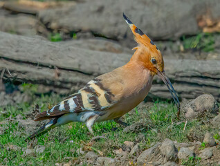Upupa (Upupa epops) © Carlo