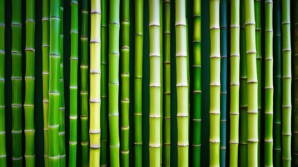 Fototapeta premium Row of green bamboo plants