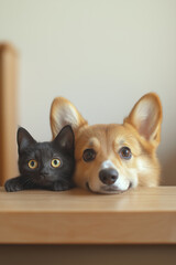 On very happy and special days, cats and dogs are more excited. Make cute cards for Christmas, Halloween, New Year, and Valentine's Day.