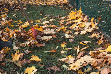 Close-up of a red rake amidst a colorful pile of autumn leaves in shades of yellow, orange, and...