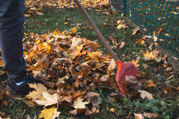 Close-up of a red rake amidst a colorful pile of autumn leaves in shades of yellow, orange, and...