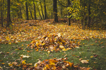 Man in a yellow sweater and beanie raking autumn leaves in a colorful forest. The golden foliage...